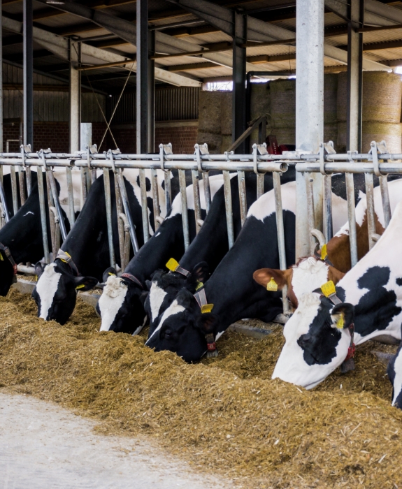 cattle live animal handling equipment for abattoirs