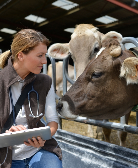 cattle veterinary inspection process