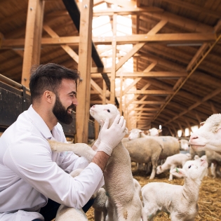 sheep and goats veterinary inspection process